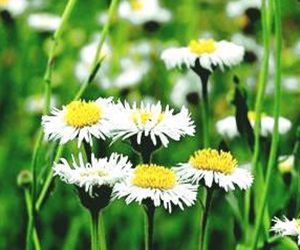 聯苯單乙酮原料