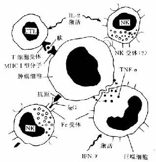 各種規格腫瘤壞死因子