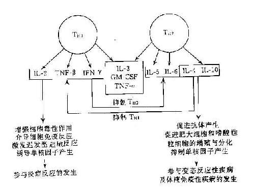 各種規格重組血細胞因子