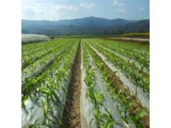 供應昌龍興PE農用地膜