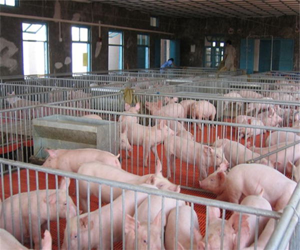 養殖場電地暖-碳纖維電熱地暖